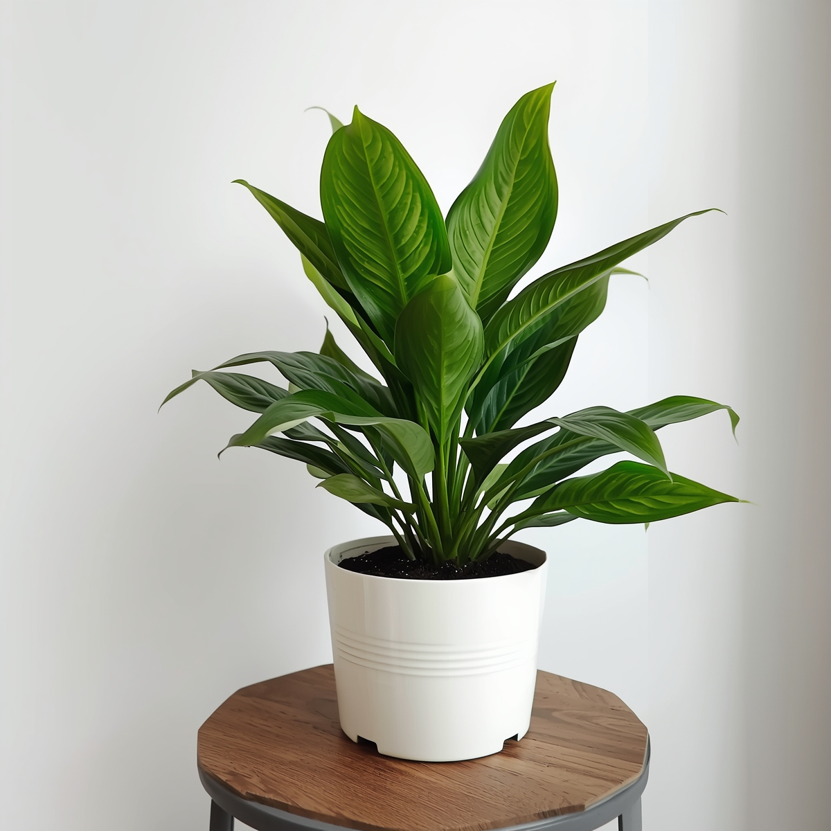 Plants in low light setting