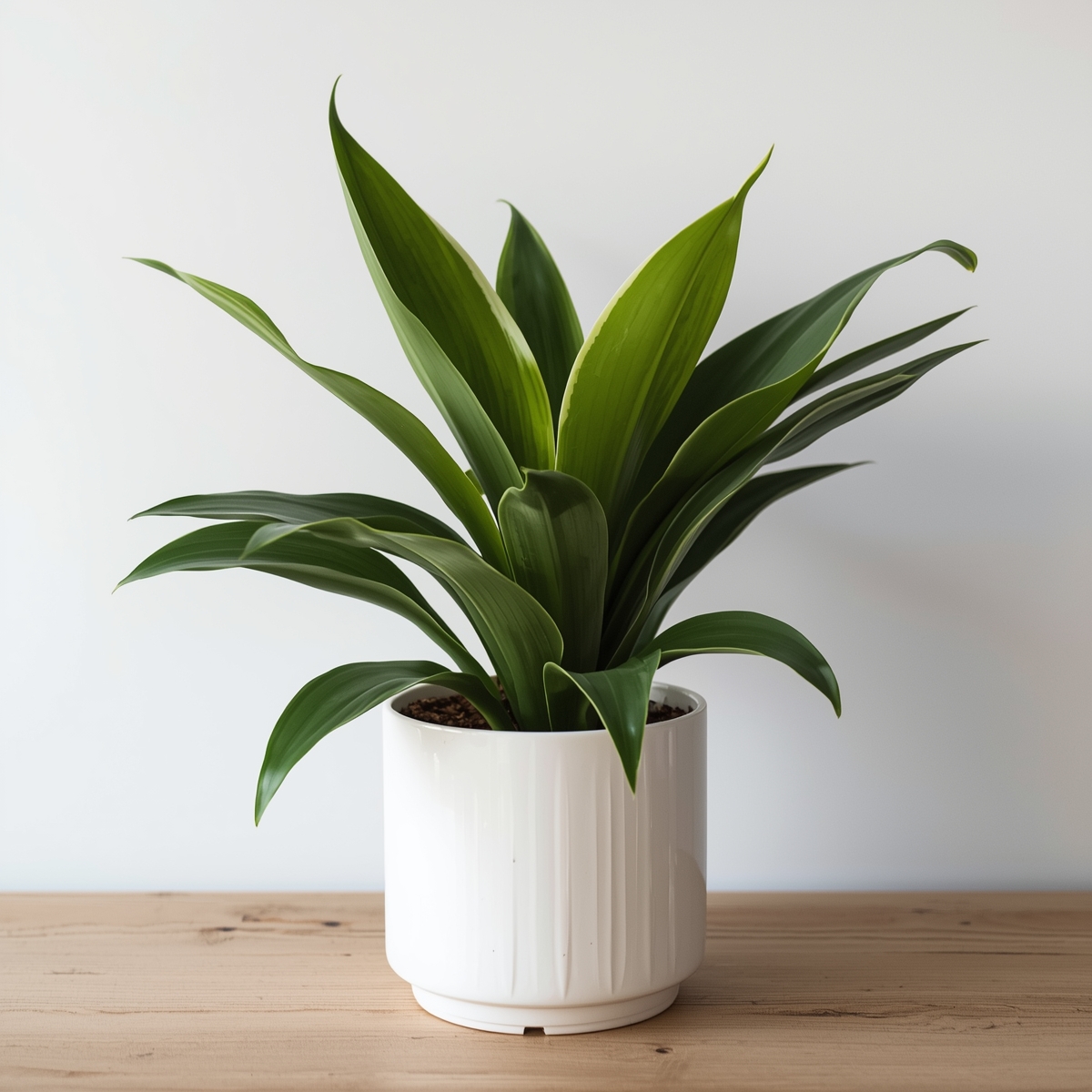 Indoor plant in natural light